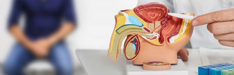 A doctor showing a model of a man's prostate, there is a patient sitting in the background.